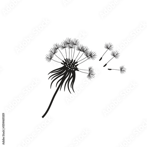 Silhouette of dandelion stock vectors. Black & white dandelion seeds blowing in the wind. Dandelion seed blowing in the wind. The wind inflates a dandelion isolated on white background.