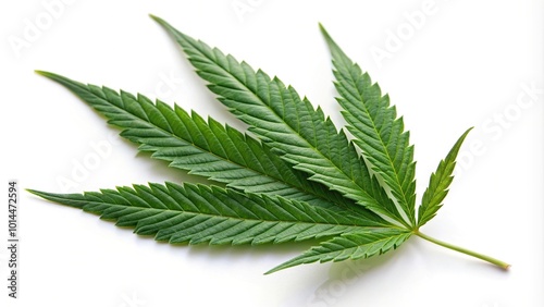 Cannabis or marijuana leaf isolated on white background with clipping path at tilted angle