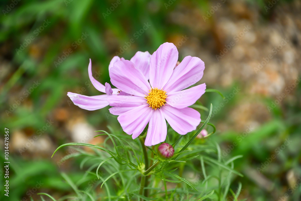 Fototapeta premium コスモス