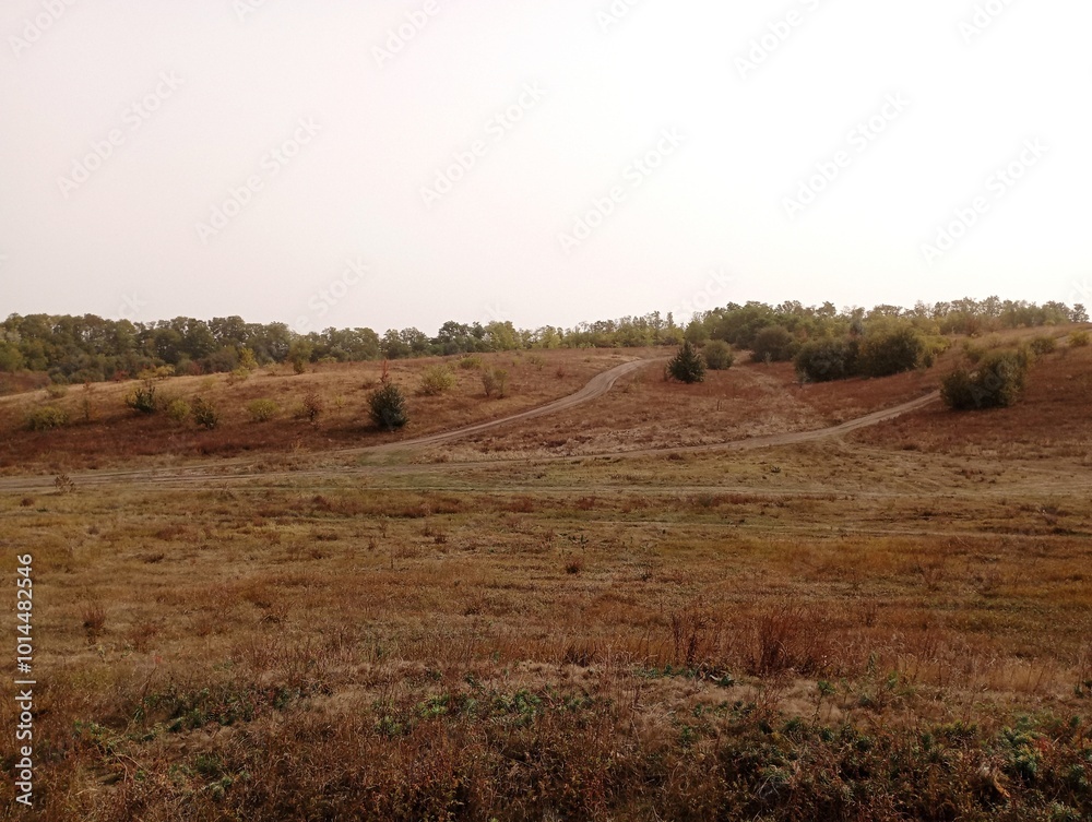 Obraz premium Beautiful field landscape with field dirt roads going up hills in autumn steppe with dry grasses and lonely bushes and trees.