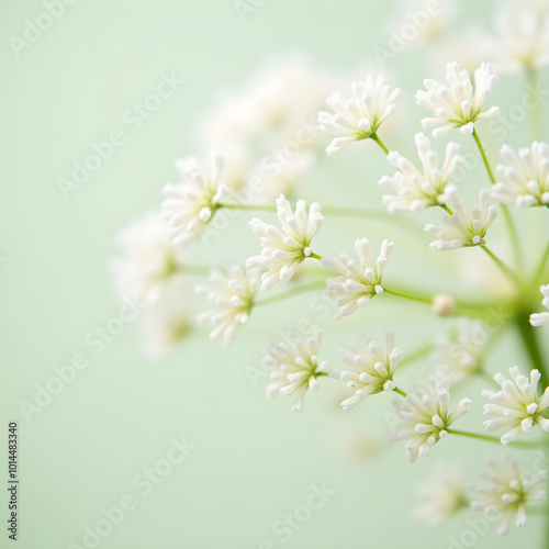 Delicate white baby's breath flowers.