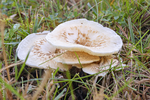 White mushrooms Lentinus Tigrinus side view photo