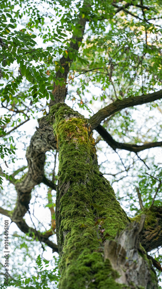 Naklejka premium Herbst