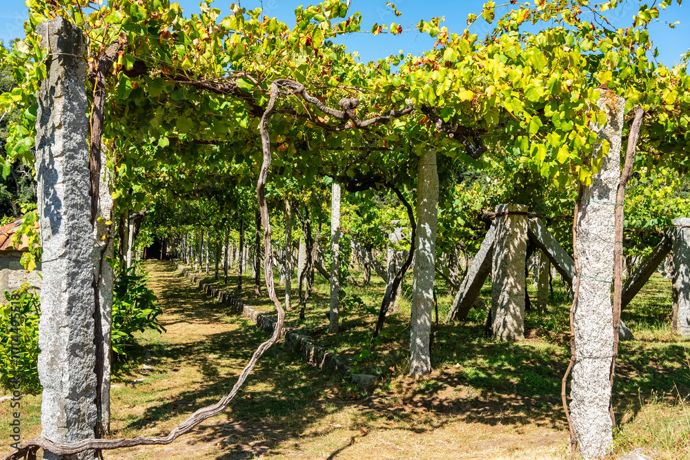 Vineyards hanging from vertical structures that produce the white wine of Cambados in Galicia, Spain