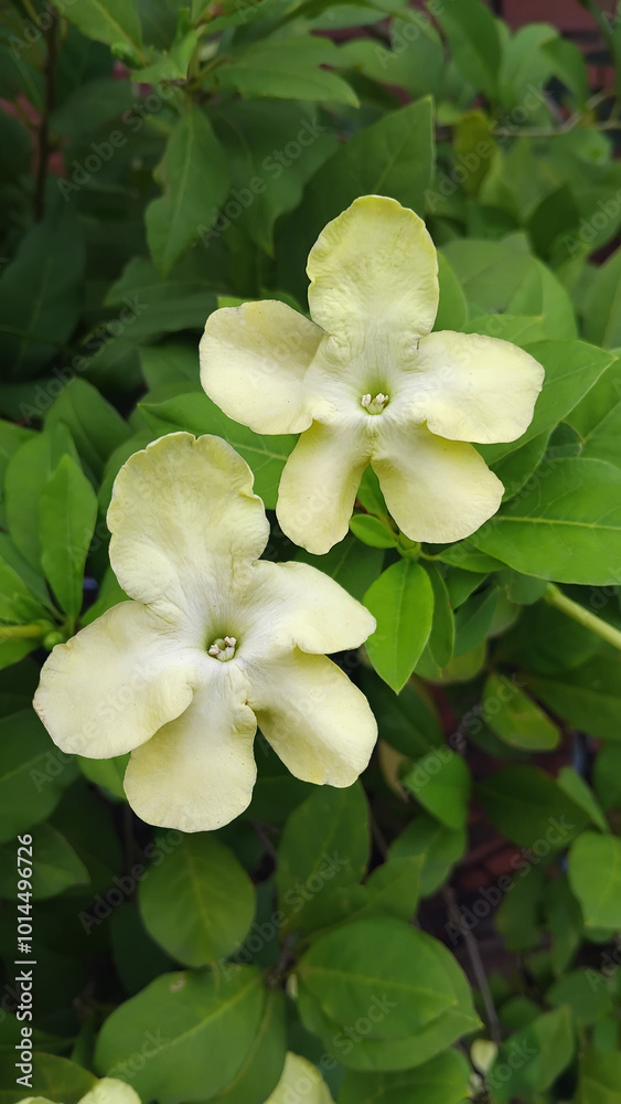 Brunfelsia lactea with green leaf background Brunfelsia lactea with green leaf background