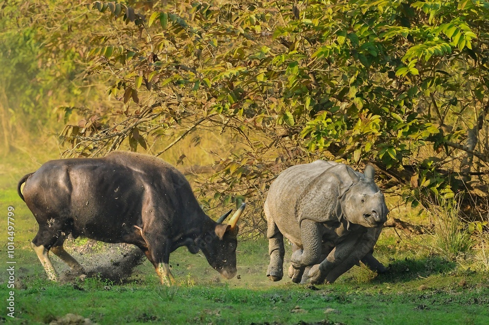 Fototapeta premium Indian gaur chasing Indian Rhinoceros 