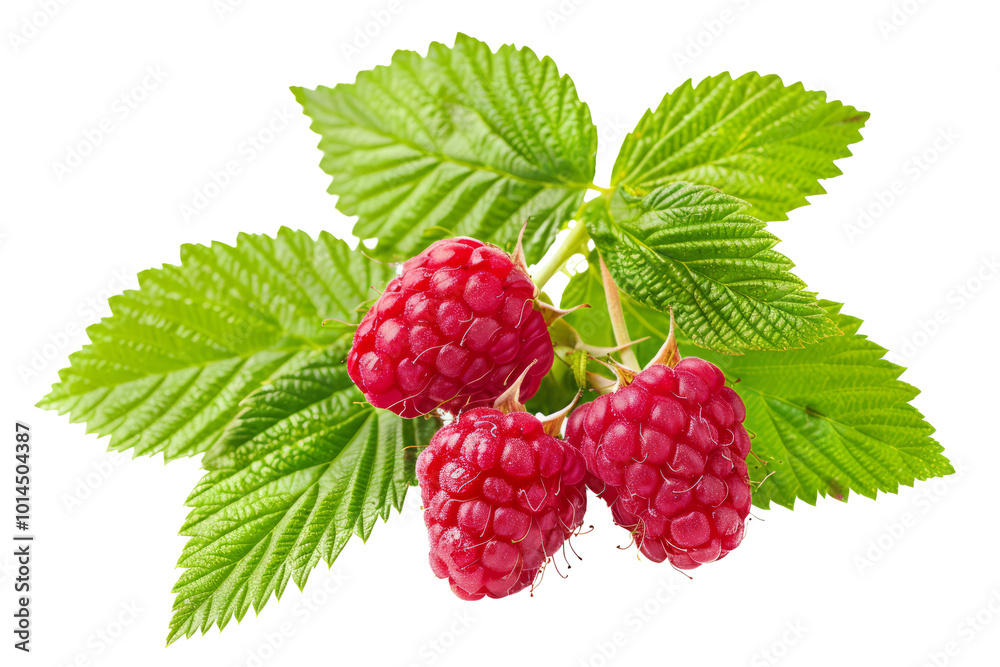 Vibrant raspberries and leaves in a delicate hover, clean white background, nutrient-dense Vibrant raspberries and leaves in a delicate hover, clean white background, nutrient-dense