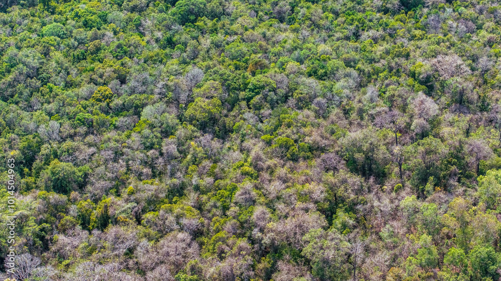 Aerial view Phuoc Buu Nature Reserve at Ba Ria Vung Tau. Concept travel trip in Vietnam nature beautiful landmark. Aerial view Phuoc Buu Nature Reserve at Ba Ria Vung Tau. Concept travel trip in Vietnam nature beautiful landmark.