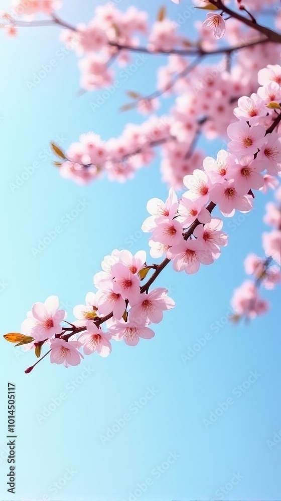 Cherry Blossoms in Full Bloom Against a Clear Blue Sky Cherry Blossoms in Full Bloom Against a Clear Blue Sky