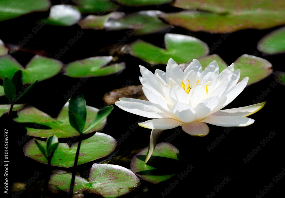 White water lilly blossom in a pond White water lilly blossom in a pond