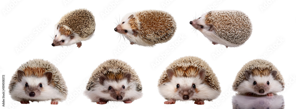 Obraz premium Various hedgehogs in different poses on a white isolated background.