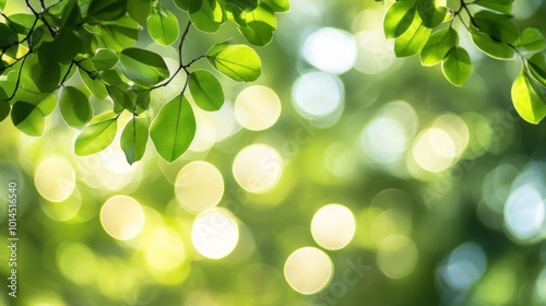 Green Leaves and Sunlit Bokeh in a Forest Setting