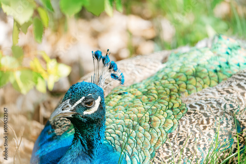 Peacock with Vibrant Feathers photo