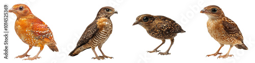 Oilbird in profile, full body isolated against a white background, showcasing its unique plumage and distinctive features. photo