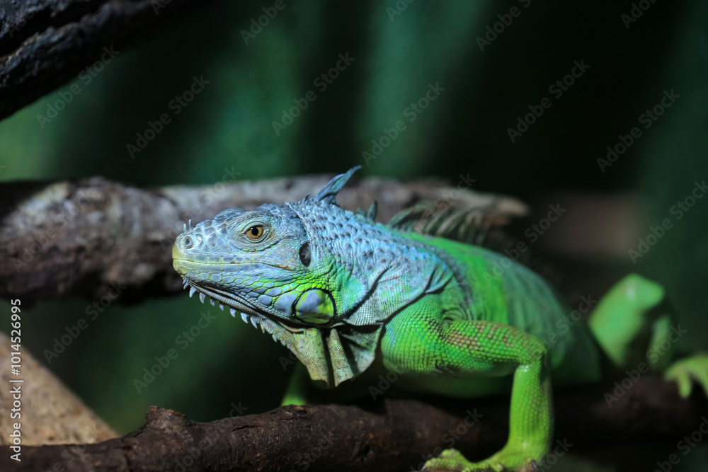 Obraz premium Green iguana portrait