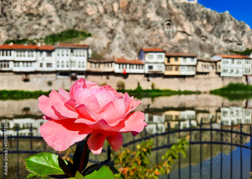 Rose in Amasya with Ottoman Houses photo