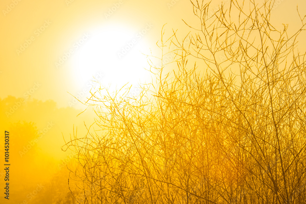 Landscape in morning mist at sunrise, Almere, Flevoland, The Netherlands, October 5, 2024 Landscape in morning mist at sunrise, Almere, Flevoland, The Netherlands, October 5, 2024