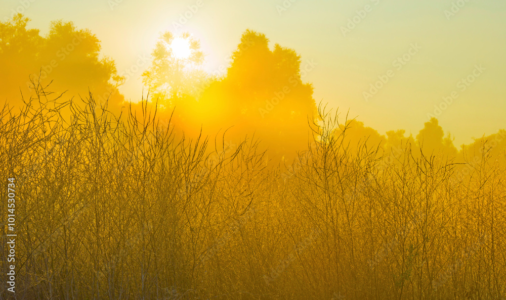 Obraz premium The edge of a lake in a morning mist at sunrise, Almere, Flevoland, The Netherlands, October 5, 2024