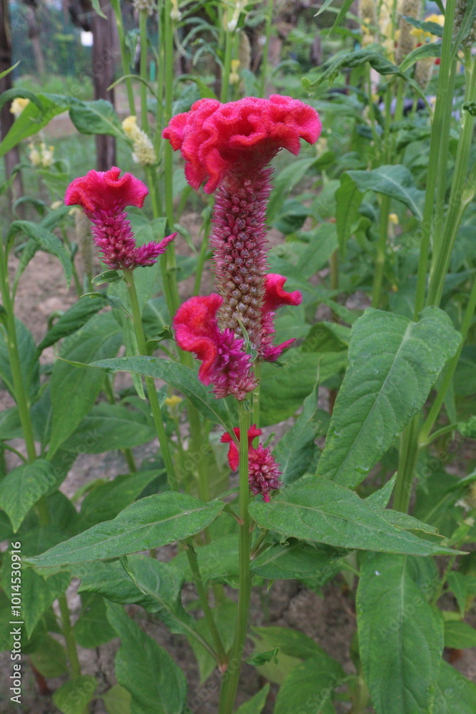 celosia cristata flower plant on nursery celosia cristata flower plant on nursery
