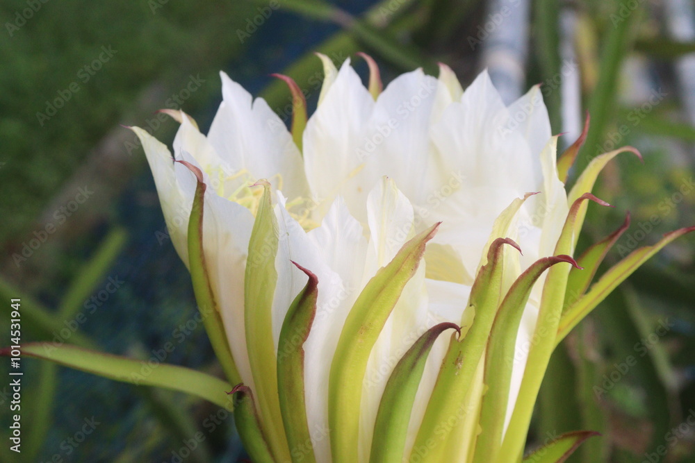 Fototapeta premium dragon fruit flower on tree in farm