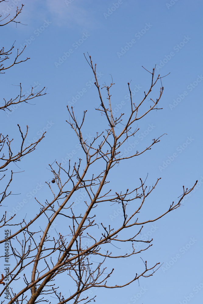 Common horse chestnut branches with buds