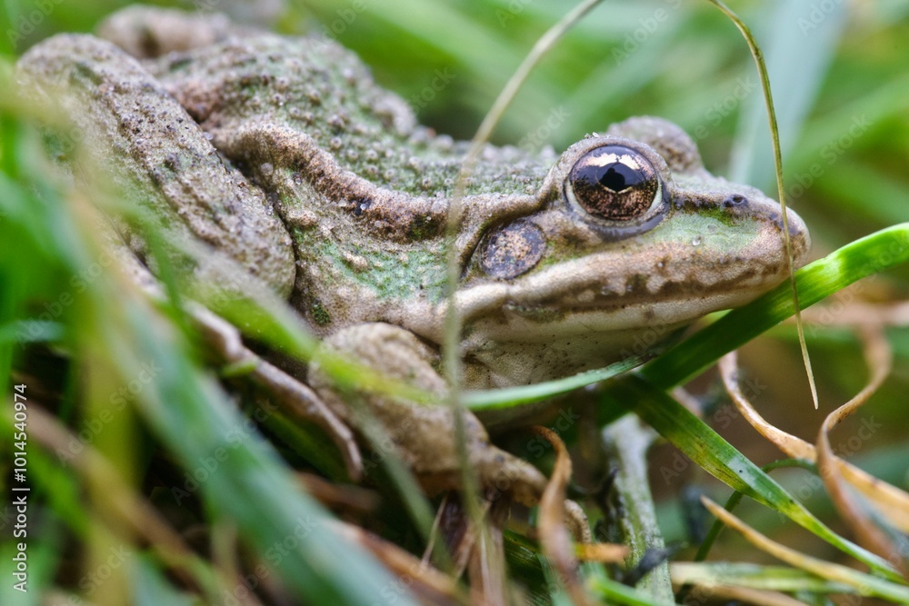 Obraz premium frog in the grass