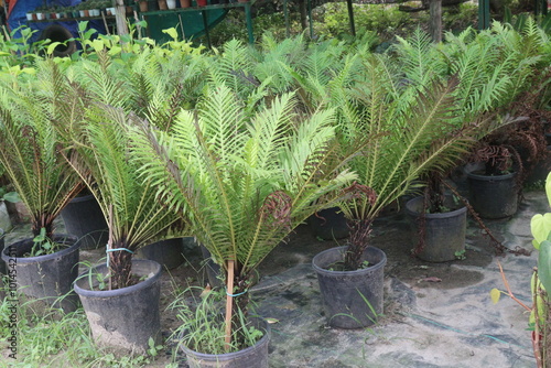 Neoblechnum brasiliense plant on nursery photo