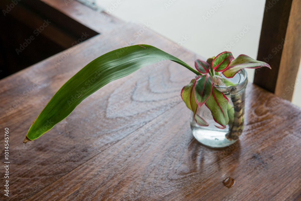 Obraz premium plant in a glass jar on wooden table