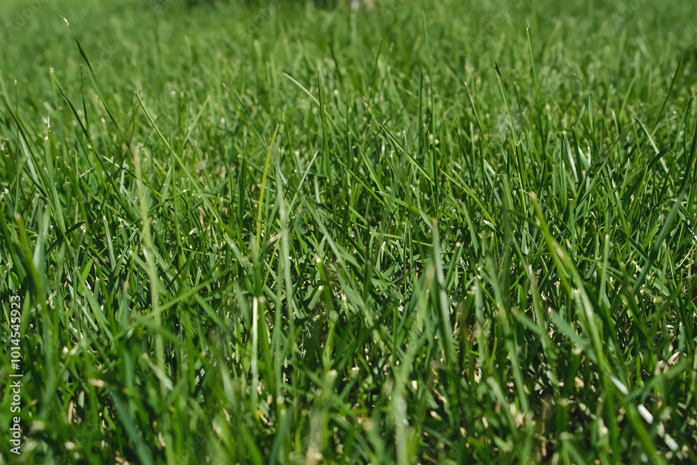 Closeup fresh bright green grass on the lawn in sunny weather on street in park or courtyard. City urban area. Landscaping of small town in summer time. Decorating outdoor with natural plants. Closeup fresh bright green grass on the lawn in sunny weather on street in park or courtyard. City urban area. Landscaping of small town in summer time. Decorating outdoor with natural plants.