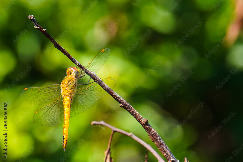 Close-up of dragonfly on leaf,Eindhoven,Netherlands