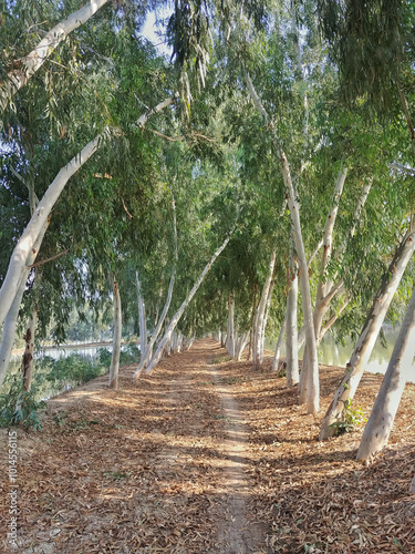 Practice of planting non-native eucalyptus trees lining roadsides, forests in Pakistan. Rapid growth, these trees change landscape offer greenery along highways, urban areas.