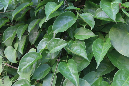 Jasminum malabaricum flower plant on garden photo