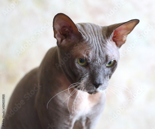 Portrait of a gray with a white chest of a green-eyed sphinx cat photo