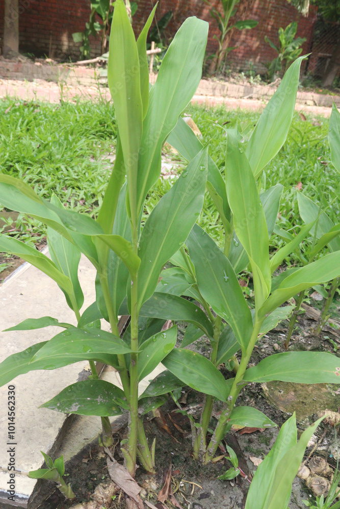 Obraz premium Ginger tree plant on farm