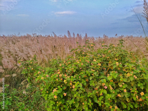 Bright yellow flowers of Verbesina encelioides bloom as non native species in Pakistan wetlands near the Indus River, invasive plant is striking yet disruptive in river delicate ecosystem photo