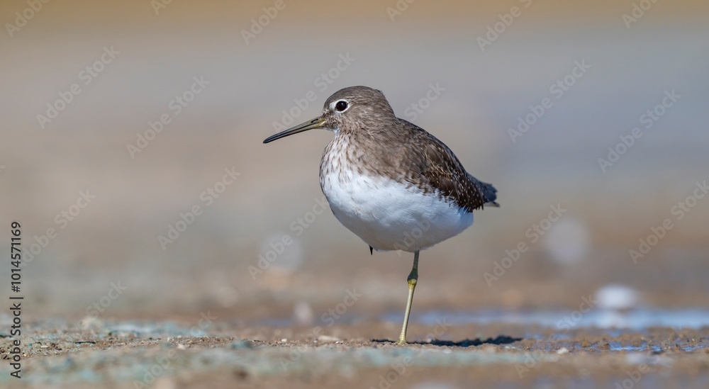 The Green Sandpiper (Tringa ochropus) usually lives in smaller bodies of water, such as streams and ponds, near freshwater in winter. The Green Sandpiper (Tringa ochropus) usually lives in smaller bodies of water, such as streams and ponds, near freshwater in winter.