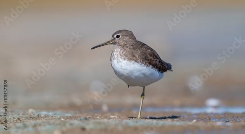 The Green Sandpiper (Tringa ochropus) usually lives in smaller bodies of water, such as streams and ponds, near freshwater in winter.