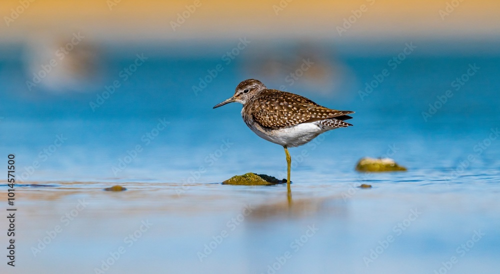 The Wood Sandpiper (Tringa glareola) is a wetland invertebrate-feeding bird found in suitable habitats in Asia, Europe, Africa and the Americas. The Wood Sandpiper (Tringa glareola) is a wetland invertebrate-feeding bird found in suitable habitats in Asia, Europe, Africa and the Americas.