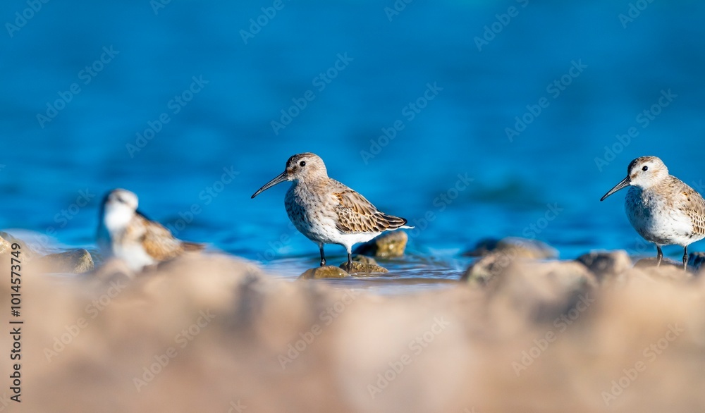 Dunlin (Calidris alpina) feeding in Kabaklı pond in Diyarbakır. Dunlin (Calidris alpina) feeding in Kabaklı pond in Diyarbakır.