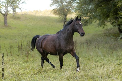 Dunkelbraunes Pferd trabt auf der Weide photo