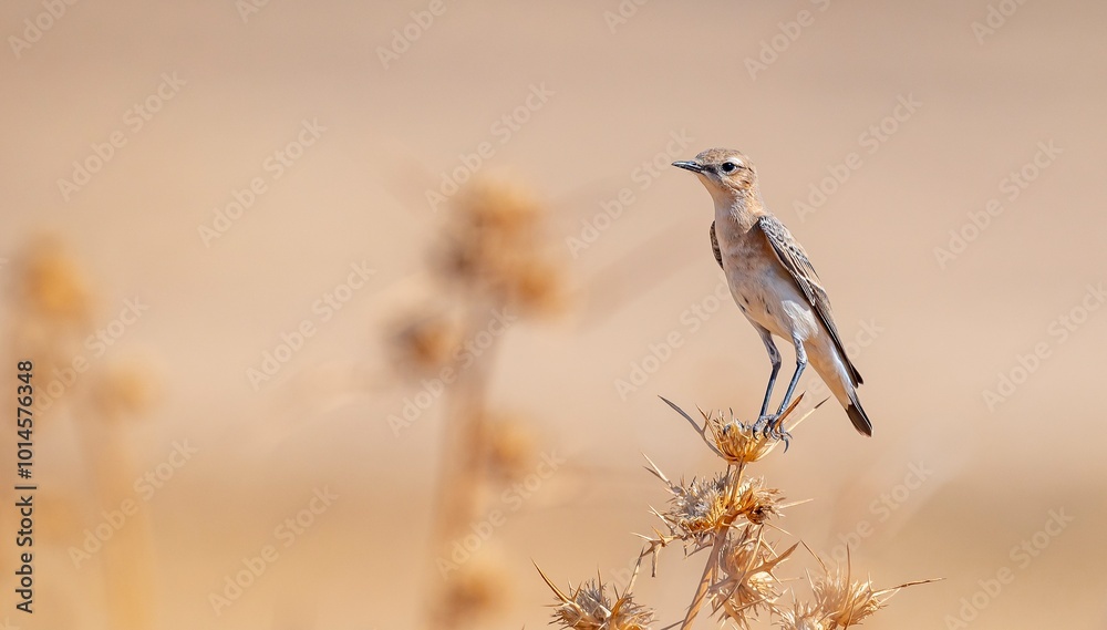 Northern Wheatear (Oenanthe oenanthe) is a common songbird in Asia, Europe, America and Africa. It lives in open and rocky areas.