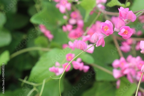 Mexican creeper flower plant on nursery