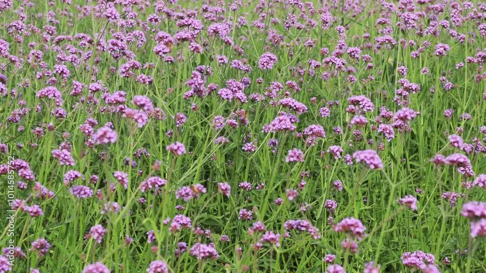 Purple verbena flowers sway in the wind across a wide field.보라색의 버베나 꽃들이 넓은 들판에서 바람에 이리저리 흔들립니다. Purple verbena flowers sway in the wind across a wide field.보라색의 버베나 꽃들이 넓은 들판에서 바람에 이리저리 흔들립니다.