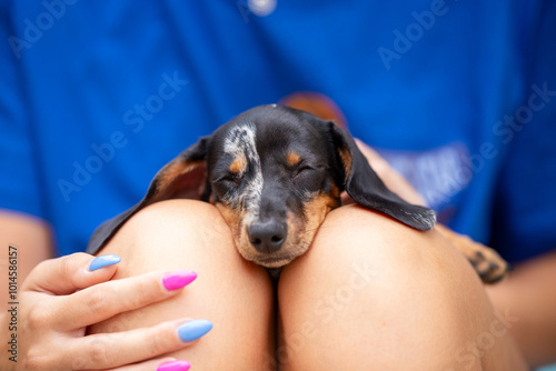 Little miniature dachshund puppy sleeping on laps photo