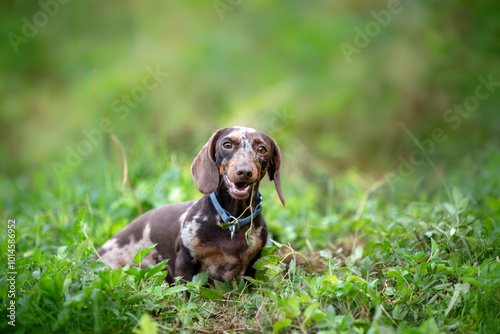 Obraz na plátne Smiling miniature marble dachshund on natural background