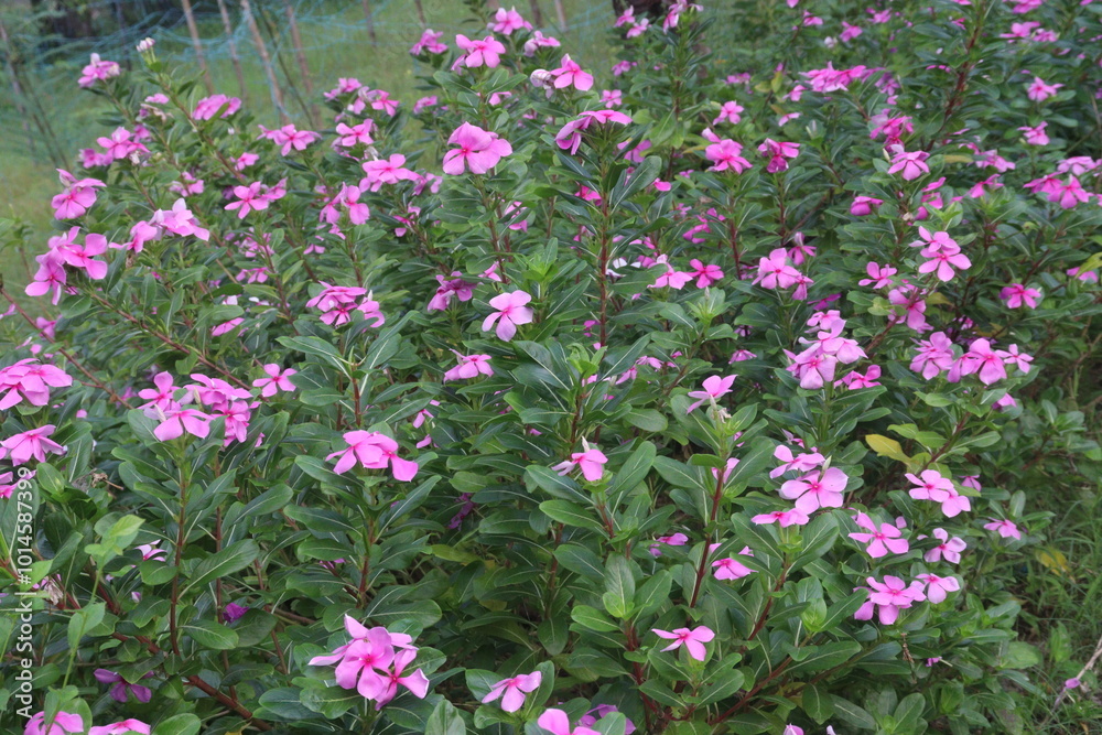 Obraz premium Madagascar periwinkle flower plant on nursery