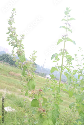 mesosphaerum suaveolens medicinal plant on field photo