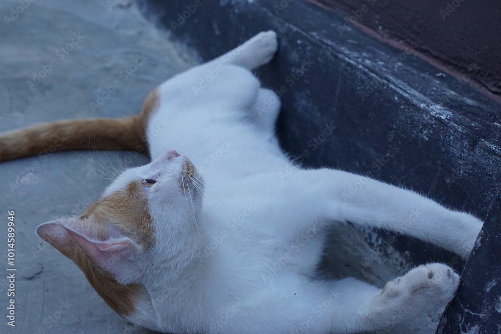 Fototapeta premium An Indonesian male domestic cat with white and orange fur playfully rolling on the ground, its bright orange eyes gleaming with excitement.