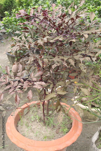 leea guineensis burgundy ornamental plant on nursery photo