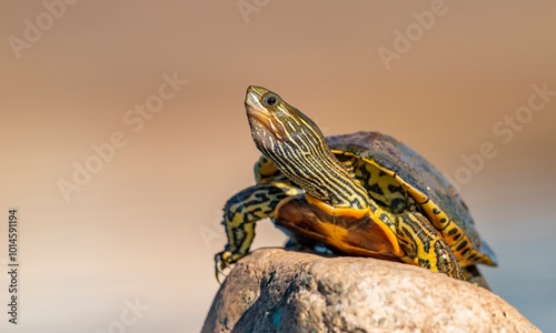Many striped turtles (Mauremys caspica) live in large and small lakes and streams in the Tigris Valley.
